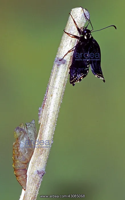 : Eastern Black Swallowtail metamorphosis : Eastern Black Swallowtail metamorphosis