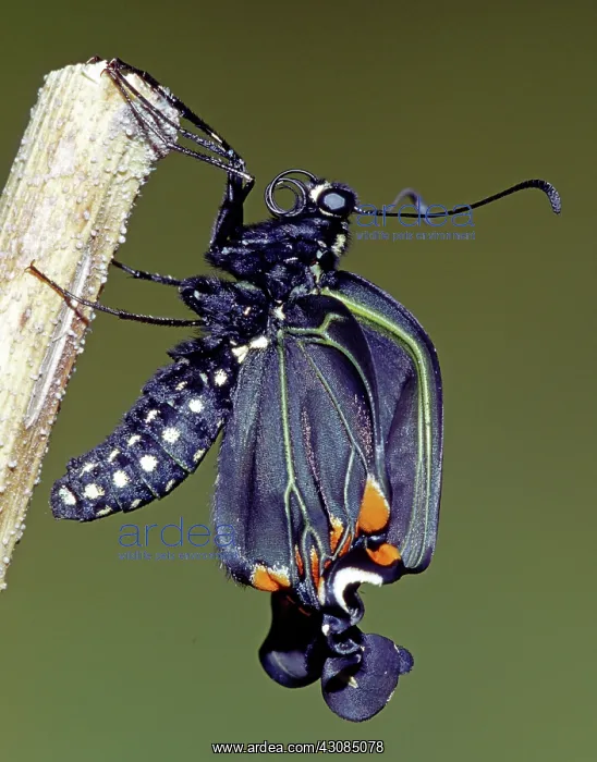 : Eastern Black Swallowtail metamorphosis : Eastern Black Swallowtail metamorphosis