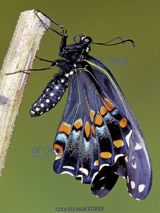 : Eastern Black Swallowtail metamorphosis : Eastern Black Swallowtail metamorphosis
