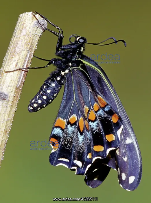 : Eastern Black Swallowtail metamorphosis : Eastern Black Swallowtail metamorphosis