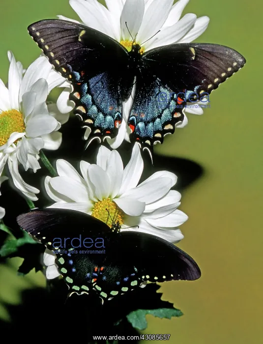 : Eastern Black Swallowtail pair : Eastern Black Swallowtail pair