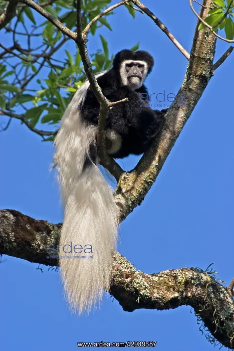  : Eastern Black and White Colobus Monkey - adult male