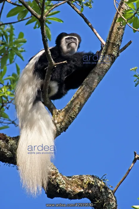  : Eastern Black and White Colobus Monkey - adult male