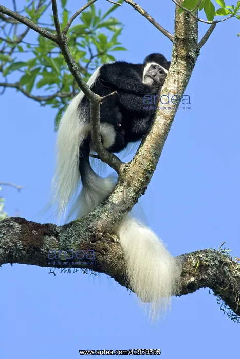 : Eastern Black and White Colobus Monkey - adult male : Eastern Black and White Colobus Monkey - adult male