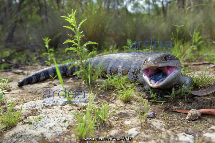 : Eastern Blue-tongue Lizard : Eastern Blue-tongue Lizard