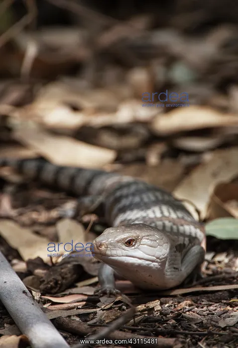 : Eastern Blue-tongue Skink : Eastern Blue-tongue Skink