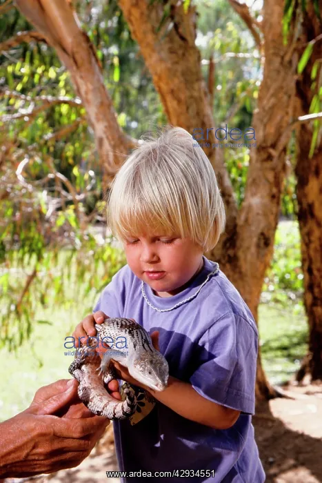 : Eastern blue-tongued lizard - with small child : Eastern blue-tongued lizard - with small child