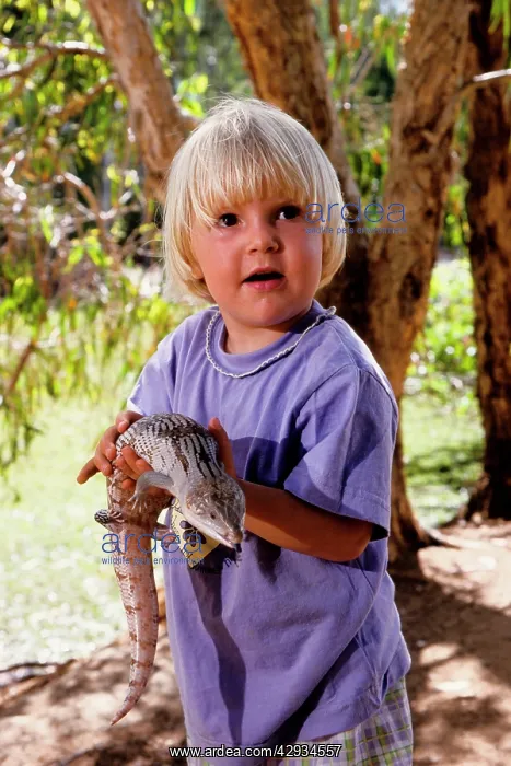 : Eastern blue-tongued lizard - with small child : Eastern blue-tongued lizard - with small child