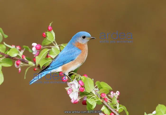 : Eastern Bluebird : Eastern Bluebird