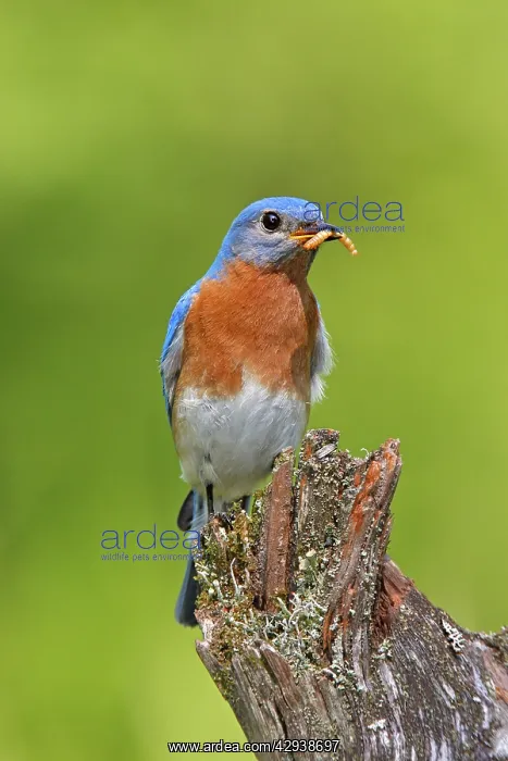 : Eastern Bluebird : Eastern Bluebird