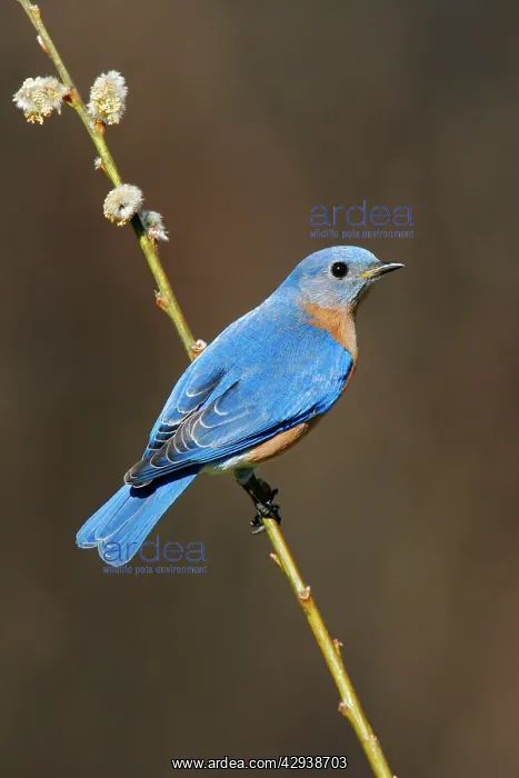 : Eastern Bluebird : Eastern Bluebird