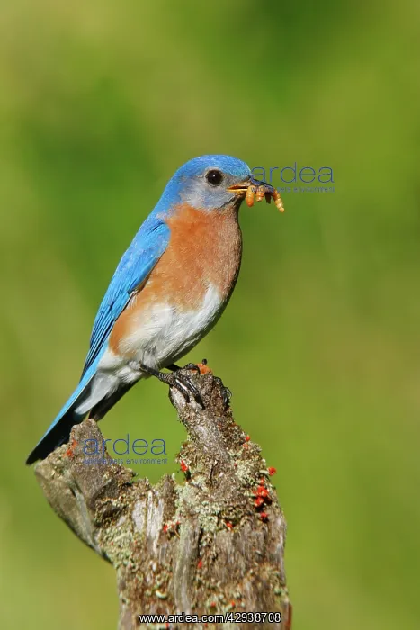 : Eastern Bluebird : Eastern Bluebird