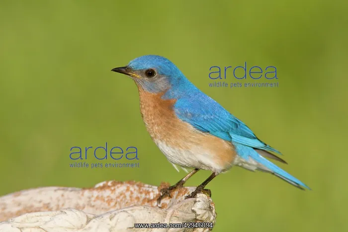 : Eastern Bluebird : Eastern Bluebird