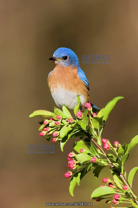 : Eastern Bluebird : Eastern Bluebird