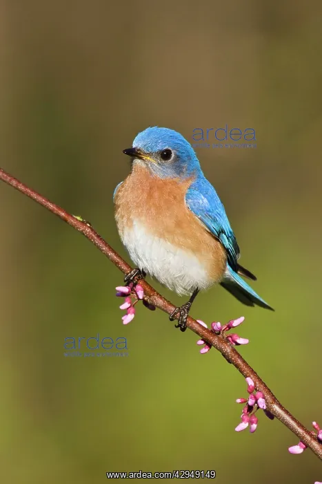 : Eastern Bluebird : Eastern Bluebird