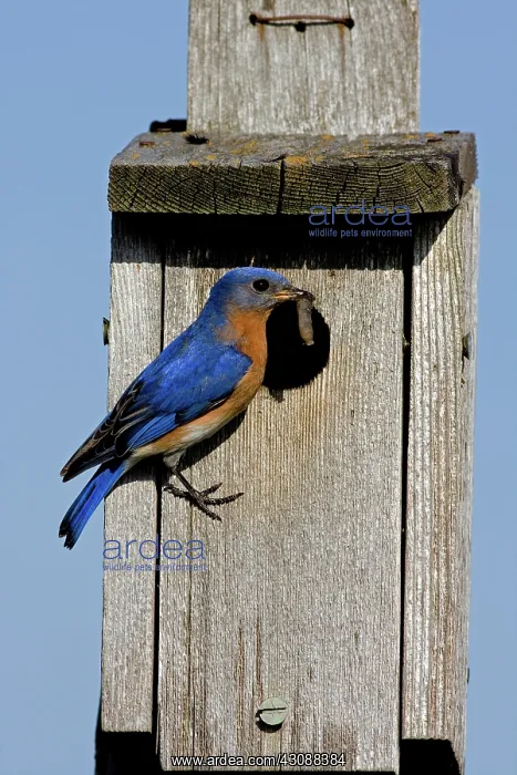 : Eastern Bluebird : Eastern Bluebird