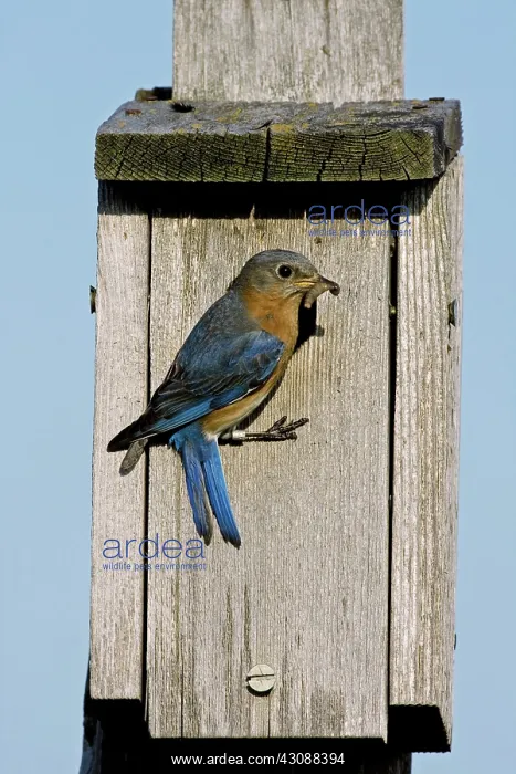 : Eastern Bluebird : Eastern Bluebird