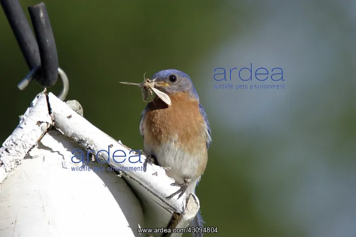 : Eastern Bluebird : Eastern Bluebird