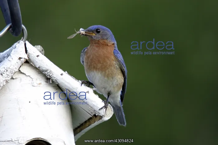: Eastern Bluebird : Eastern Bluebird