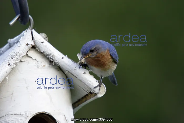 : Eastern Bluebird : Eastern Bluebird