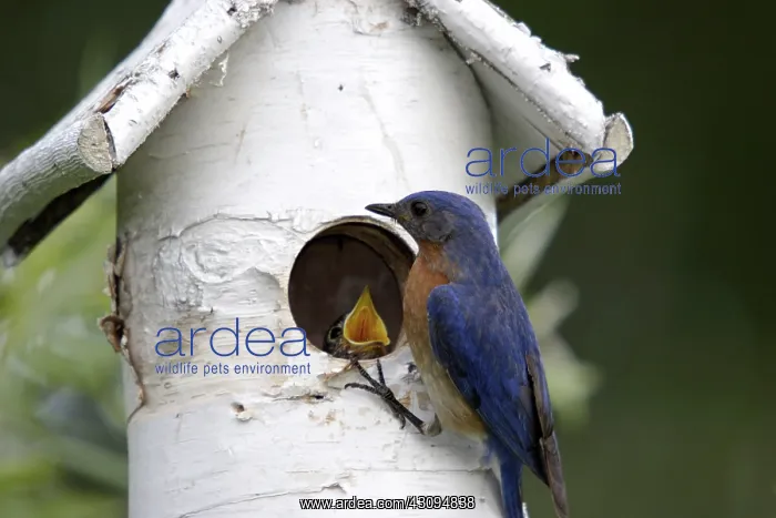 : Eastern Bluebird : Eastern Bluebird