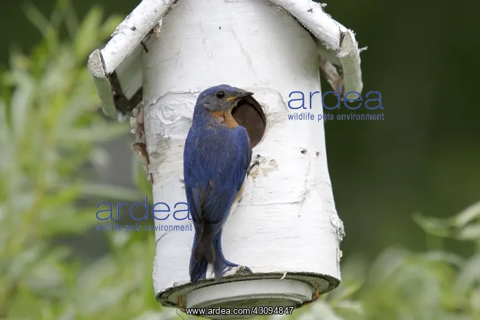 : Eastern Bluebird : Eastern Bluebird