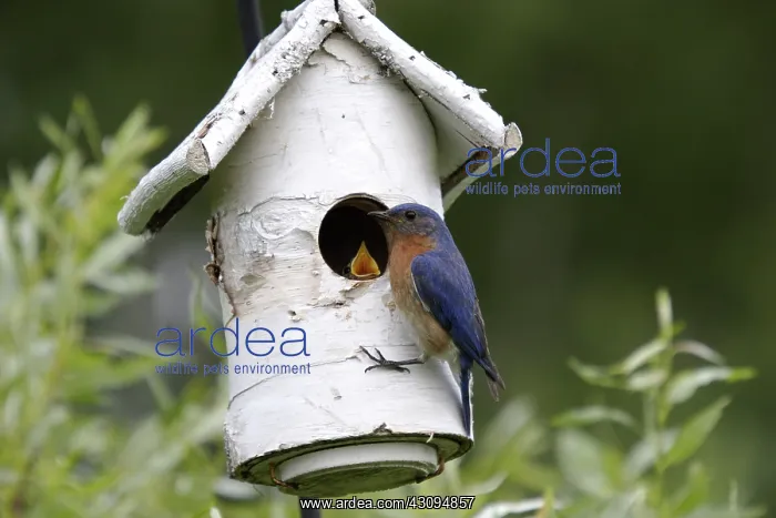: Eastern Bluebird : Eastern Bluebird