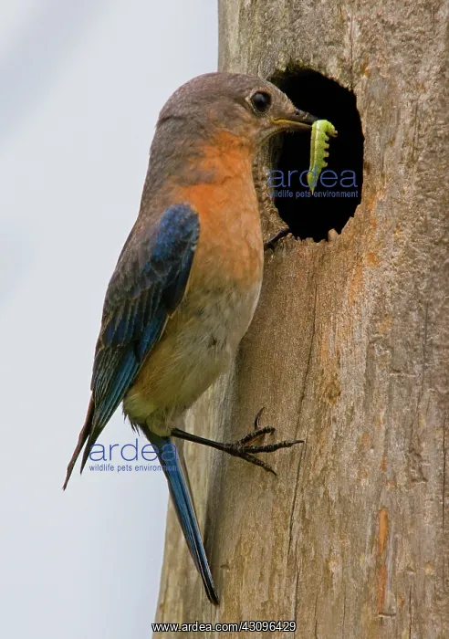 : Eastern Bluebird : Eastern Bluebird