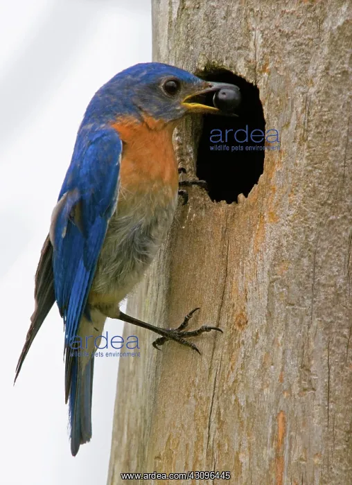 : Eastern Bluebird : Eastern Bluebird