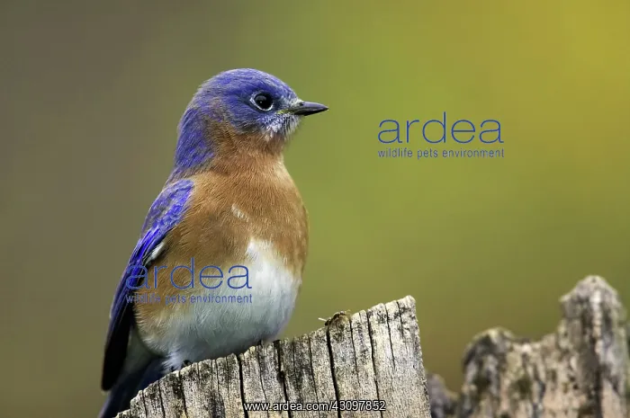 : Eastern Bluebird : Eastern Bluebird
