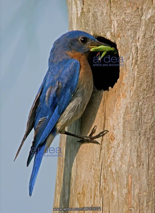 : Eastern Bluebird : Eastern Bluebird