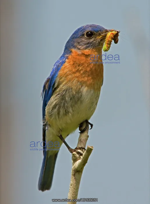 : Eastern Bluebird : Eastern Bluebird
