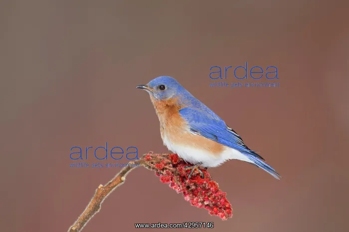 : Eastern Bluebird - adult male : Eastern Bluebird - adult male