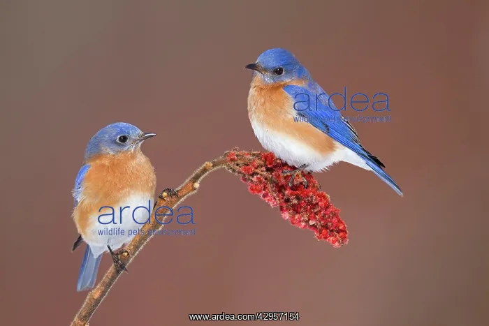 : Eastern Bluebird - adult male : Eastern Bluebird - adult male