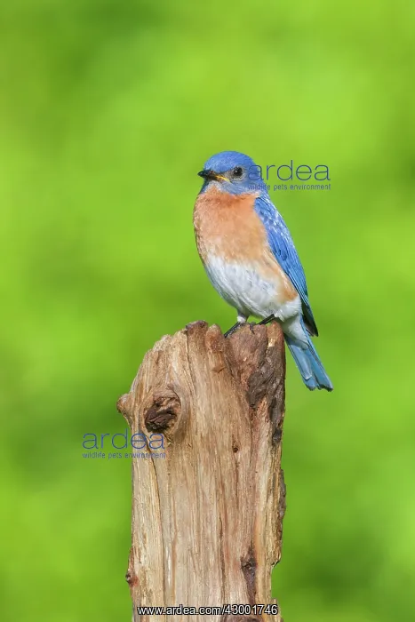 : Eastern Bluebird - adult male on fence post : Eastern Bluebird - adult male on fence post