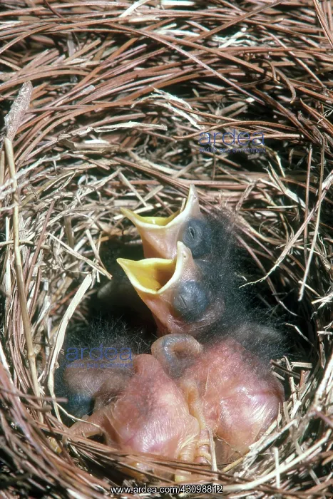 : Eastern Bluebird Chicks : Eastern Bluebird Chicks