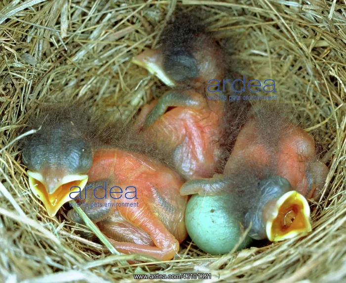 : Eastern Bluebird chicks, one day old : Eastern Bluebird chicks, one day old