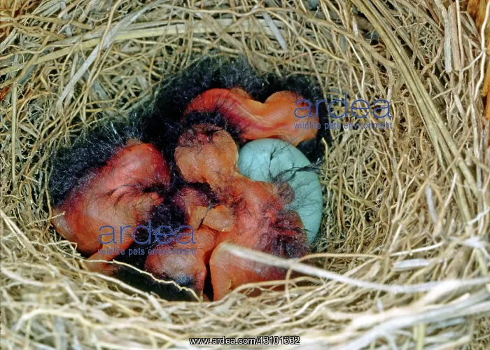 : Eastern Bluebird chicks, one day old : Eastern Bluebird chicks, one day old