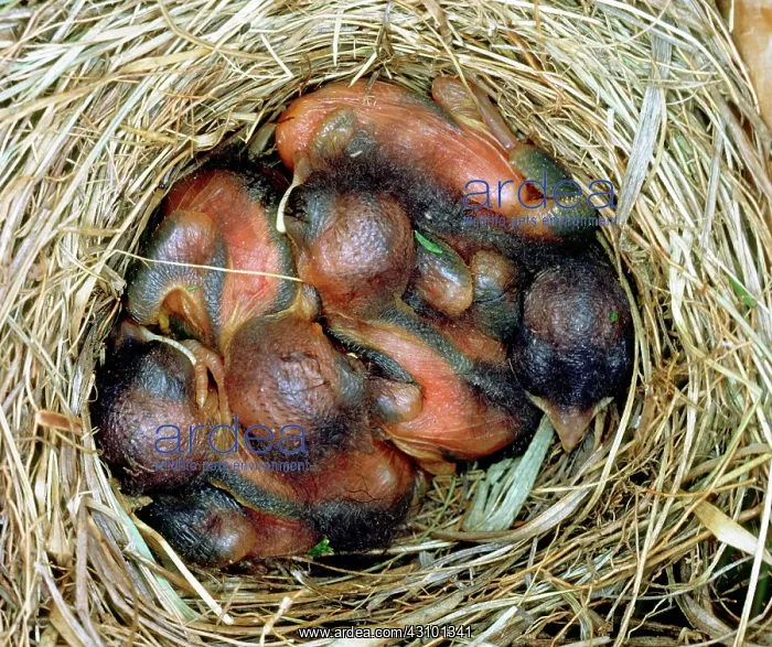 : Eastern Bluebird chicks, four days old : Eastern Bluebird chicks, four days old