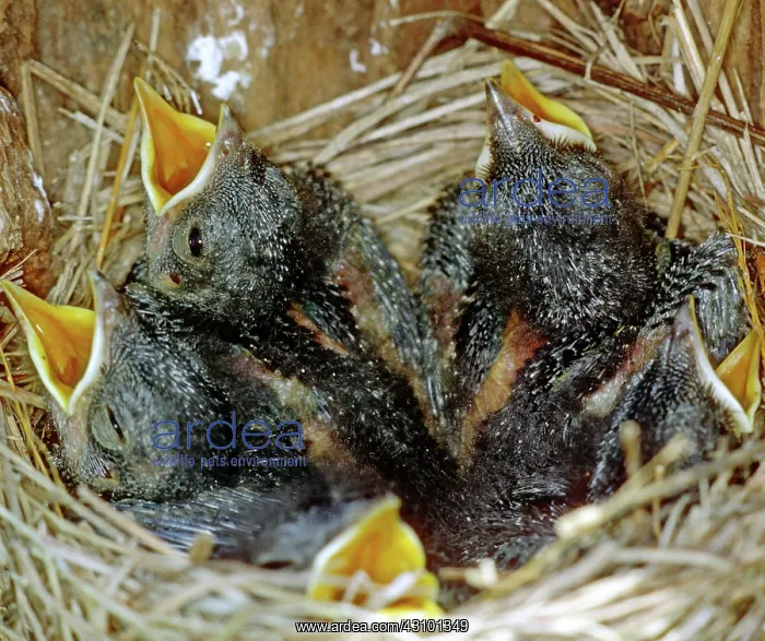 : Eastern Bluebird chicks, five days old : Eastern Bluebird chicks, five days old
