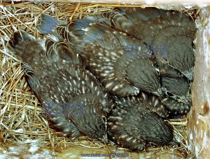 : Eastern Bluebird chicks, twelve days old : Eastern Bluebird chicks, twelve days old