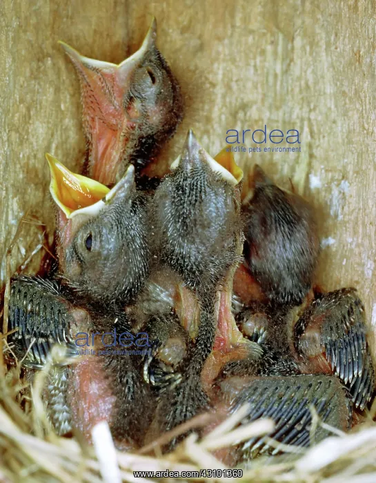 : Eastern Bluebird chicks, one week old : Eastern Bluebird chicks, one week old
