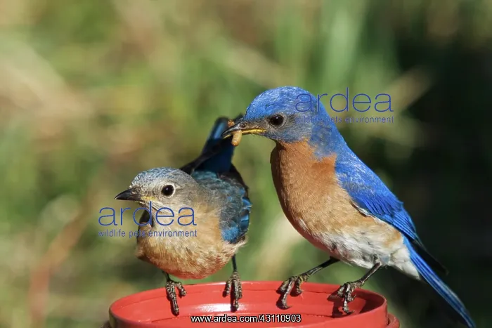 : Eastern Bluebird Feeding Mate : Eastern Bluebird Feeding Mate