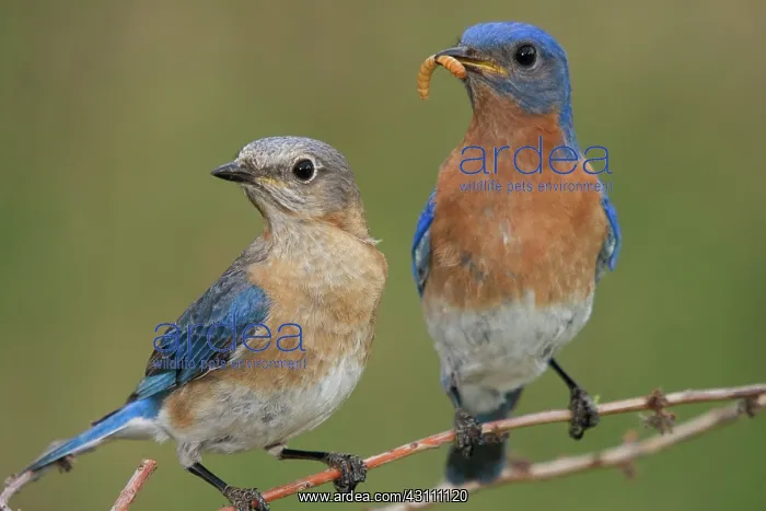 : Eastern Bluebird Feeding Mate : Eastern Bluebird Feeding Mate