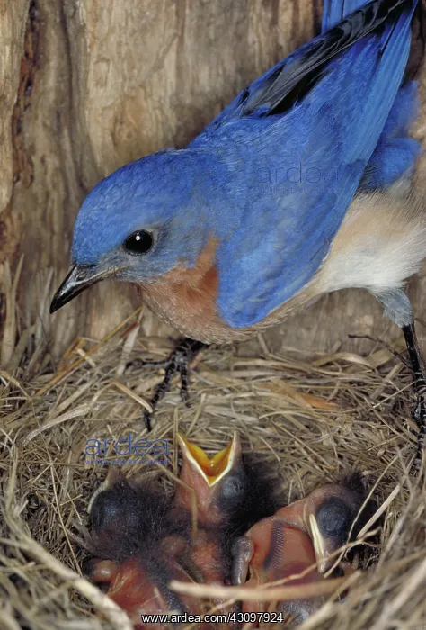 : Eastern bluebird feeding its young : Eastern bluebird feeding its young
