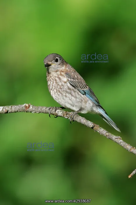 : Eastern Bluebird - female : Eastern Bluebird - female