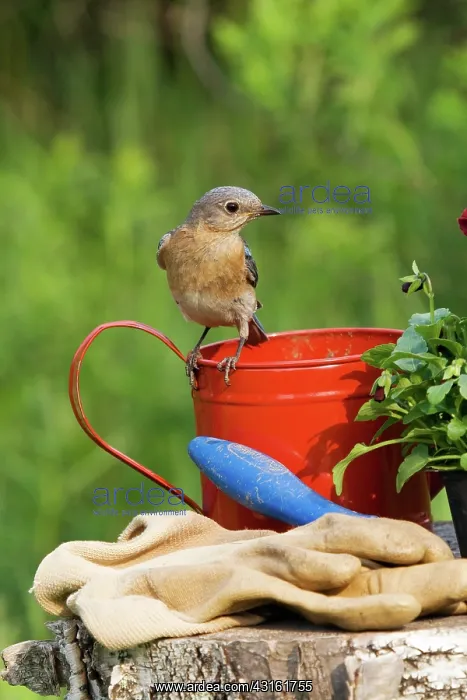 : Eastern Bluebird Female : Eastern Bluebird Female