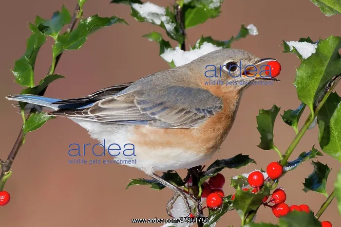 : Eastern Bluebird - female eating holly berries in winter : Eastern Bluebird - female eating holly berries in winter
