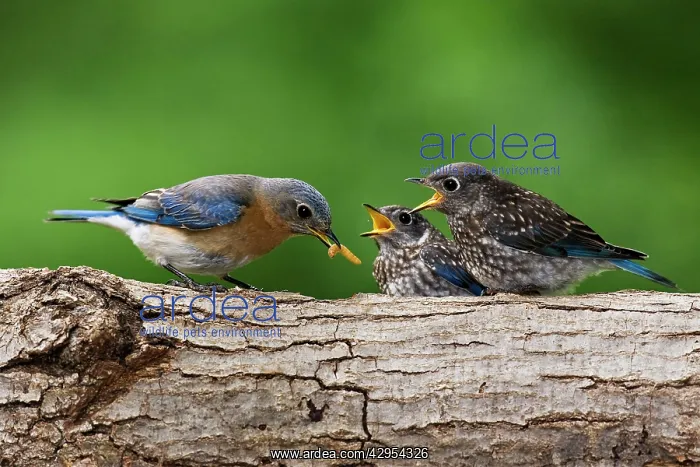 : Eastern Bluebird - female feeding youngsters, June : Eastern Bluebird - female feeding youngsters, June