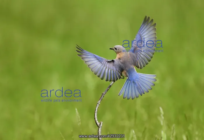 : Eastern Bluebird female in flight : Eastern Bluebird female in flight